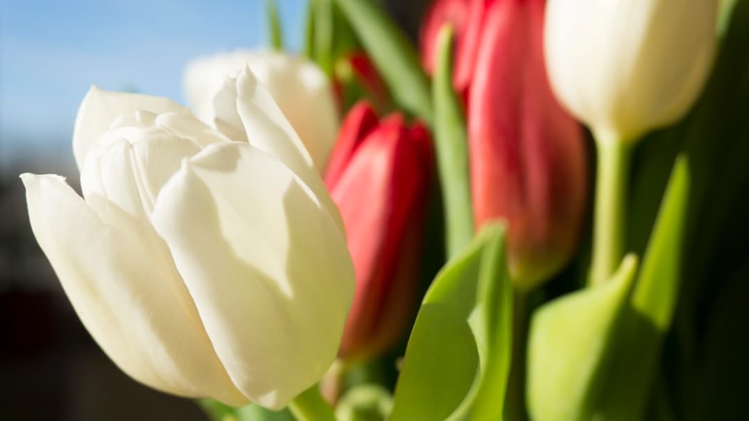 best birthday wishes