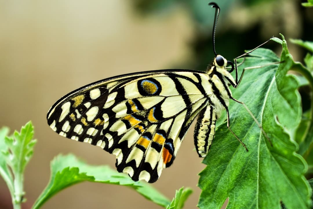 easy butterfly drawing