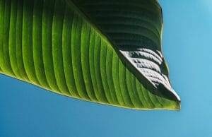 air plants for beginners