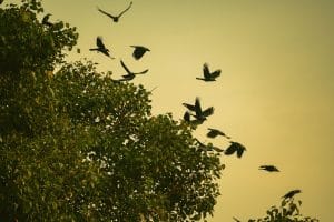 air safari in lahore